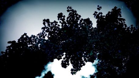 Le fond de l'image ressemble à des nuages semi-transparents ou à une lumière vive dans le ciel nocturne avec des étoiles derrière. Il y a une silhouette de feuilles au premier plan.